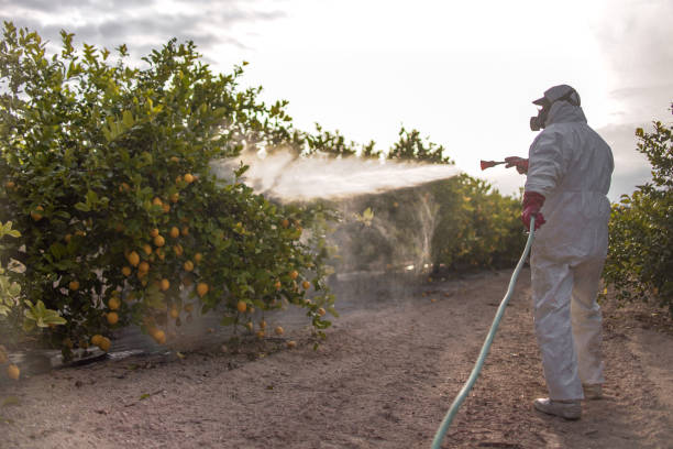 Best Termite Control Services  in Bear Rocks, PA