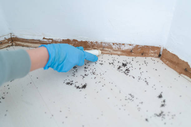 Best Termite Control Services  in Bear Rocks, PA